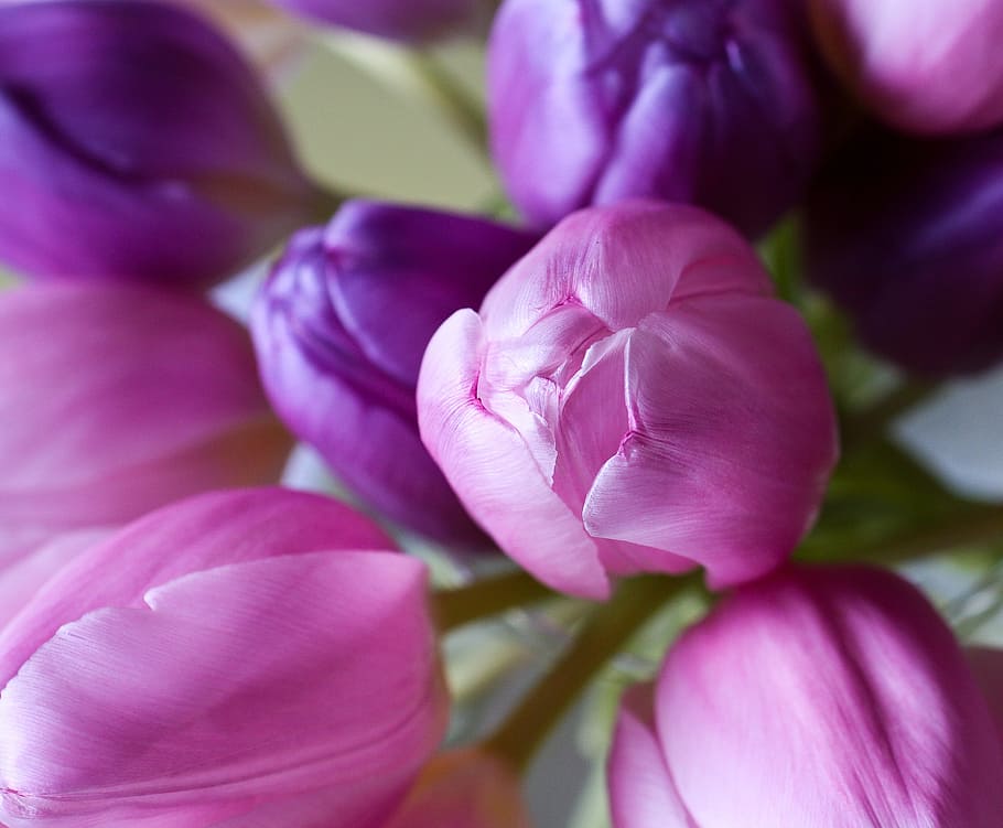selective focus photography of pink and purple tulips, flower HD wallpaper