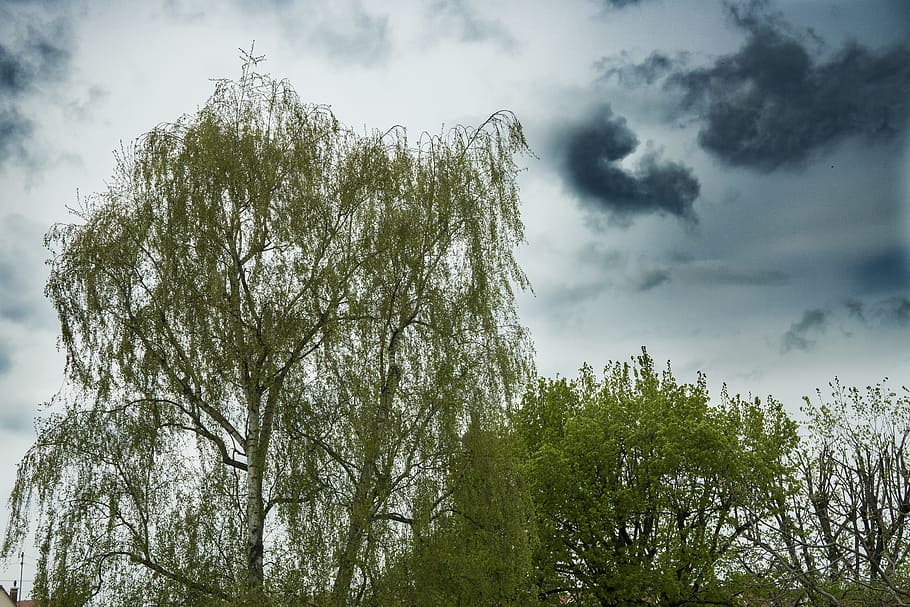 Birch, Crown, Nature, Trees, Sky, green leaves, treetop, dark sky HD wallpaper