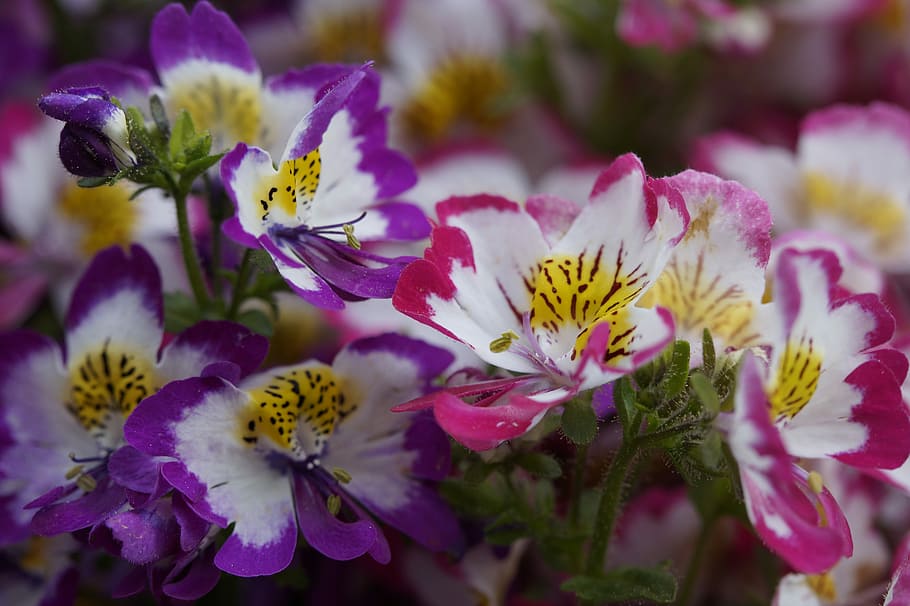Flowers, Bloom, Spring, bauernorchidee, blossom, close, blütenmeer HD wallpaper