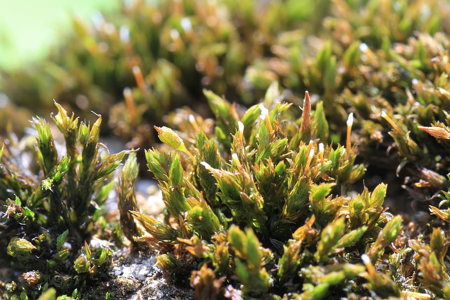 macro, moss, nature, green, close, overgrown, fouling, bemoost HD wallpaper