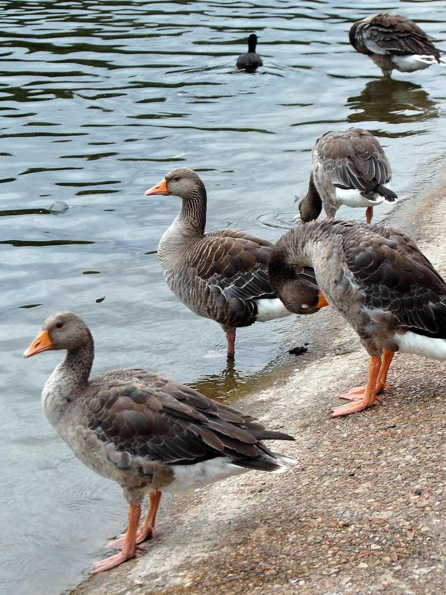 ducks, pond, water, bird, lake, water bird, animal, goose, park HD wallpaper