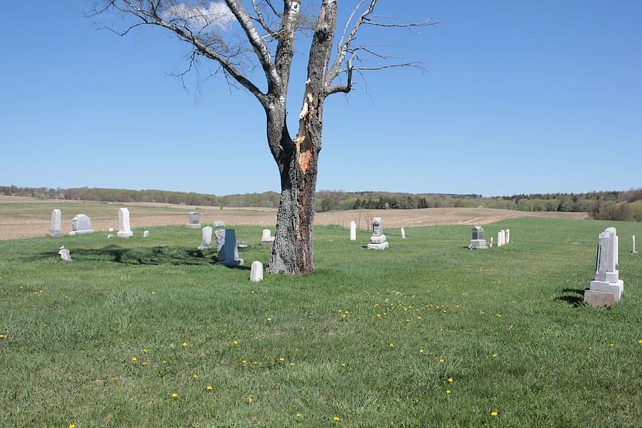 cemetery, tree, peaceful, graveyard, fall, sky, nature, grief HD wallpaper