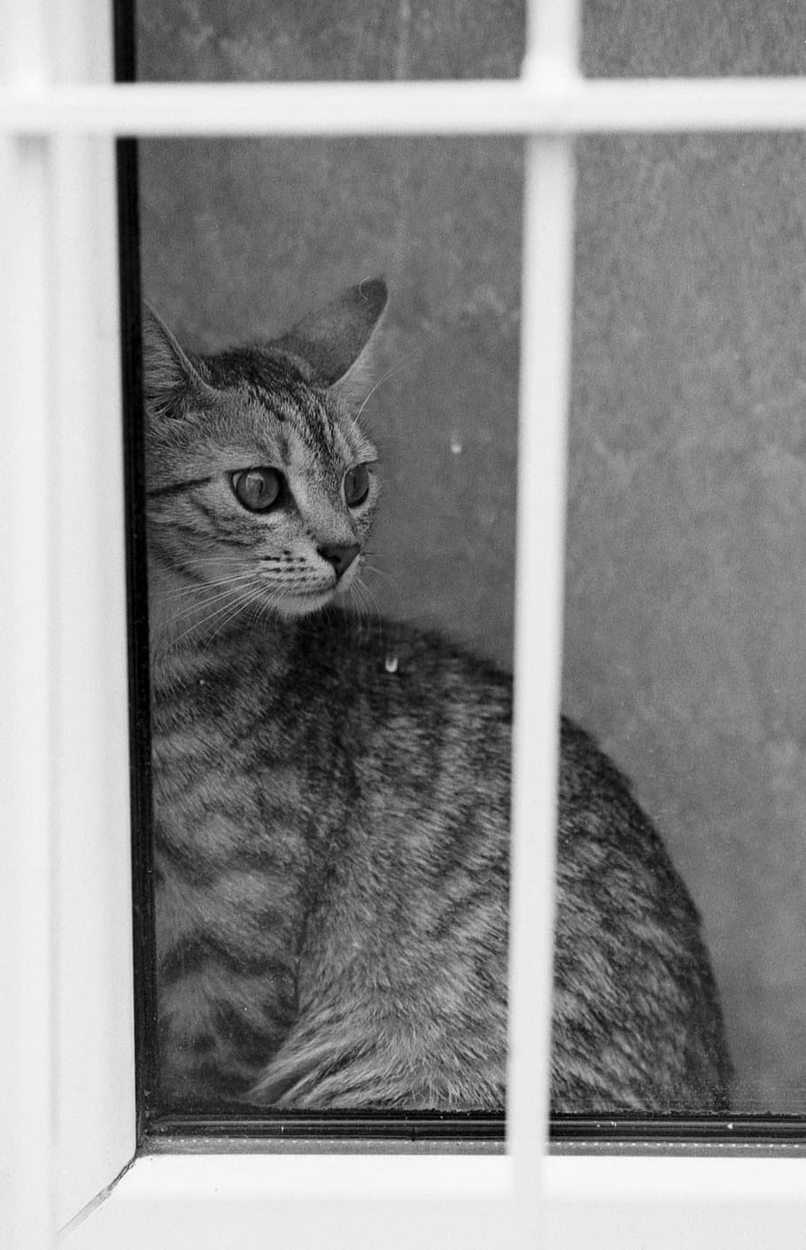 Cat, Window, Curious, Home, Pet, looking, animal, fur, cute HD wallpaper