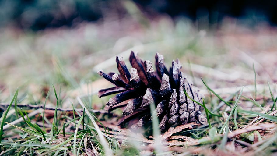 pine cone, ground, grass, nature, forest, brown, conifer, coniferous HD wallpaper