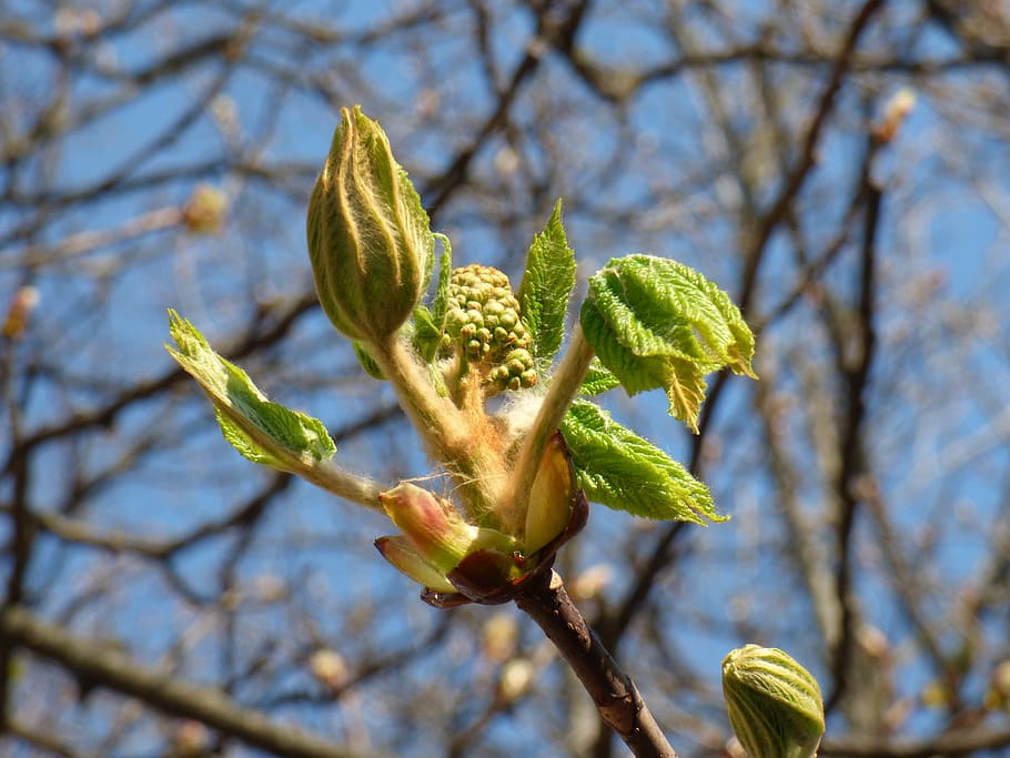 chestnut, spring, nature, flower, sprig, plant, growth, tree HD wallpaper