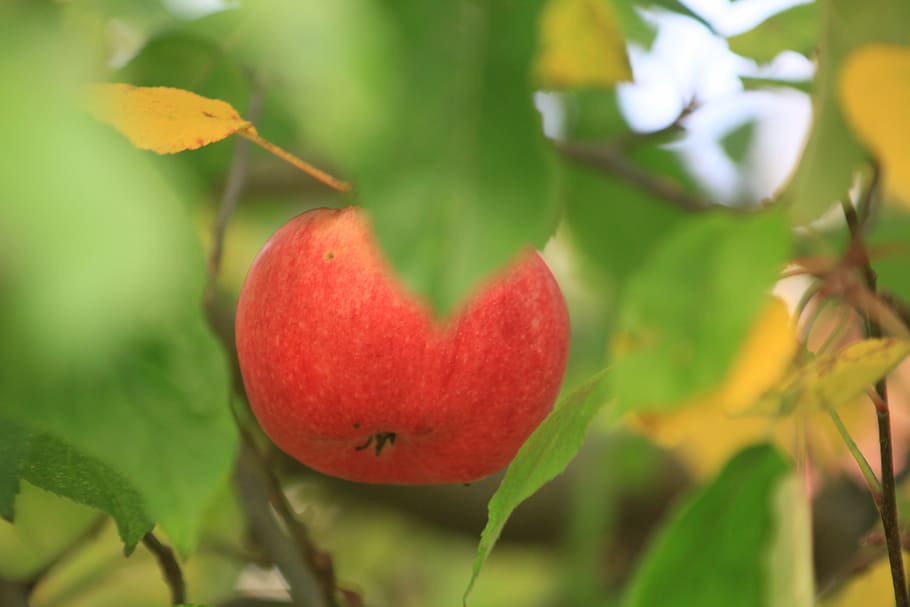 apple, red, green, fruit, garden, autumn, food and drink, healthy eating HD wallpaper