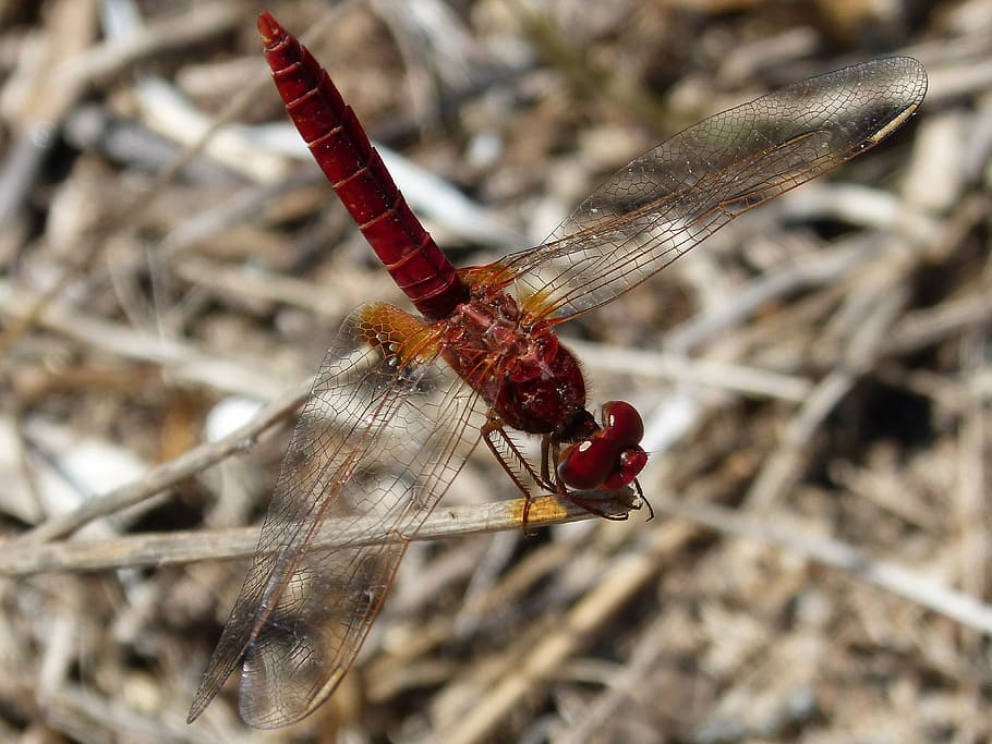 dragonfly, ebro delta, insects, nature, animal, animal Wing HD wallpaper