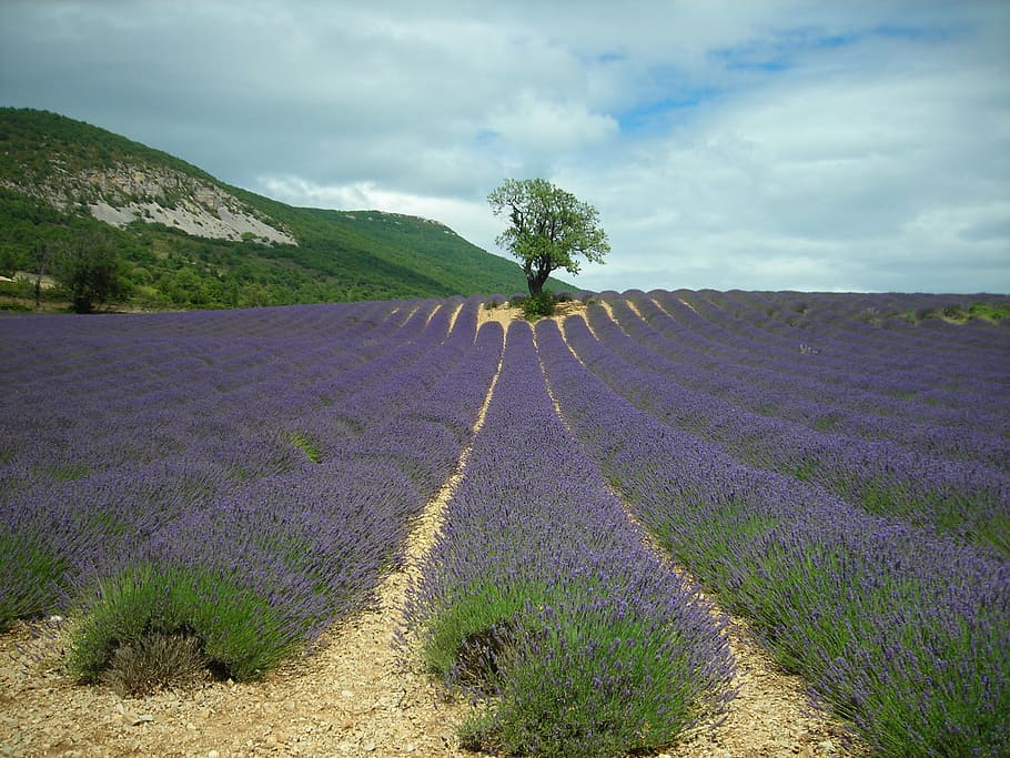 purple field near green tree and hill, lavender, plants, land HD wallpaper