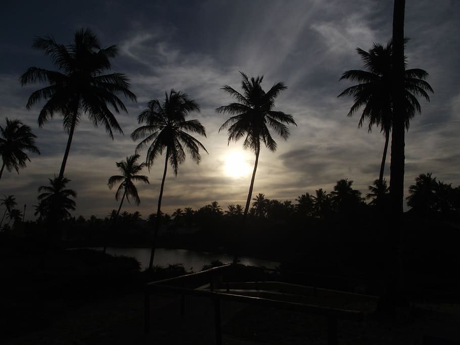 silhouette of trees, photo, coconut, Sun, beach, palm trees HD wallpaper