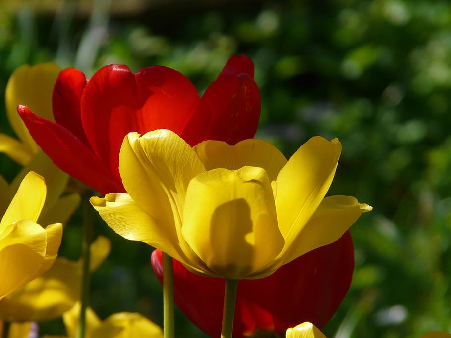 Tulips, Yellow, Back, Back Light, red, beautiful, tulpenbluete, HD wallpaper