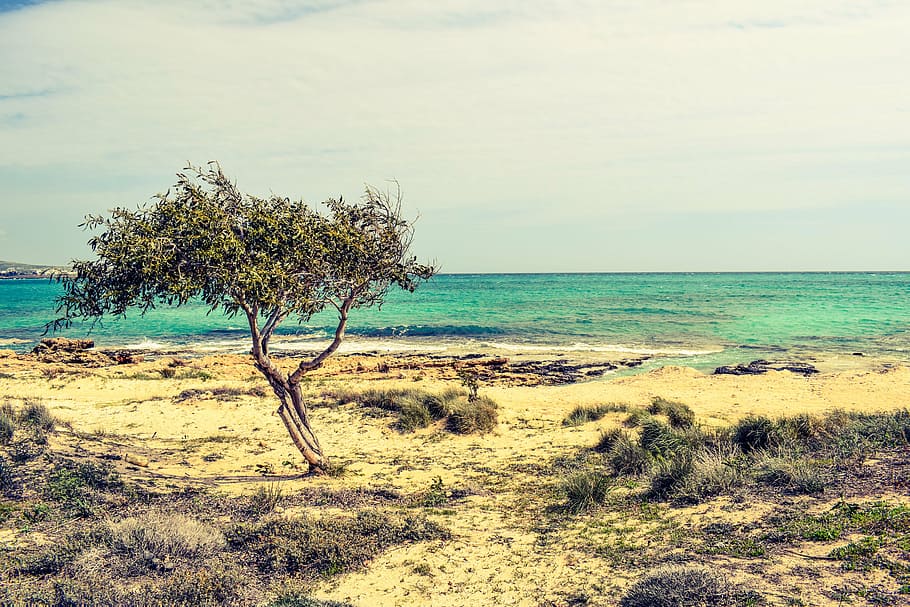 tree, dunes, sea, beach, nature, scenery, horizon, makronissos HD wallpaper