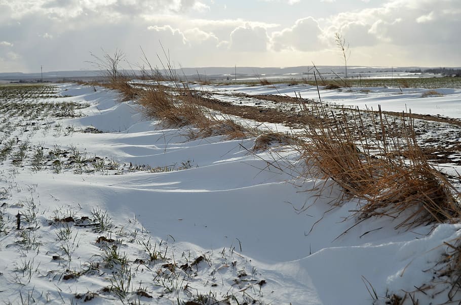 Winter, Snow, Grass, Nature, Field, dry grass, snowdrift, wind HD wallpaper