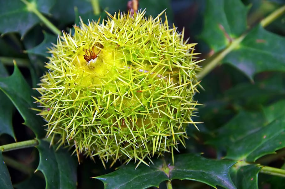 chestnut, bug, seed, fruit, food, spice, green, castanea, shell thorny, HD wallpaper