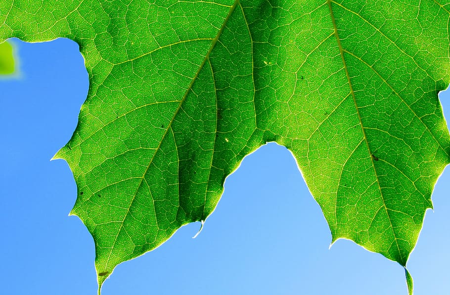 close-up, leaf, nature, plant part, green color, leaf vein HD wallpaper