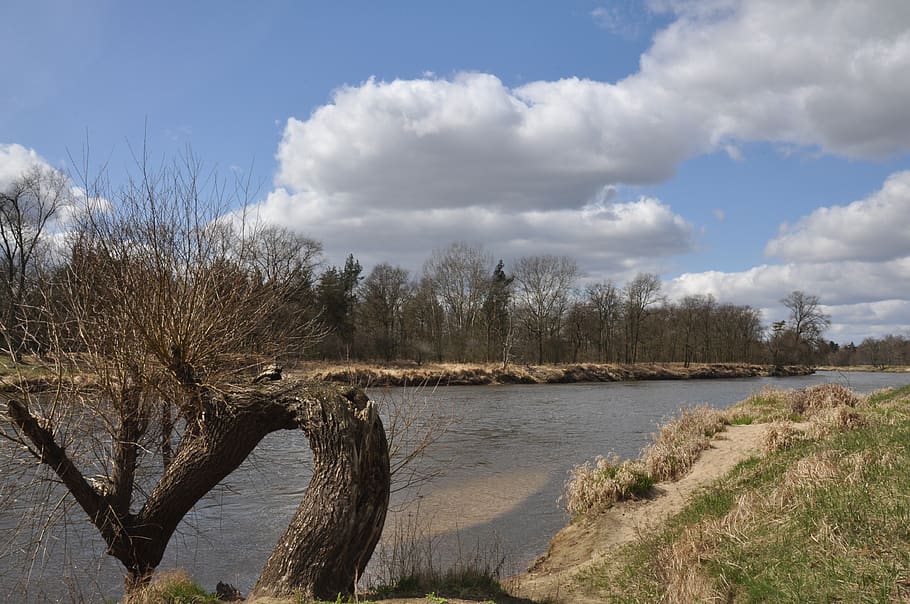 river, tree, spring, cloud - sky, plant, water, scenics - nature HD wallpaper