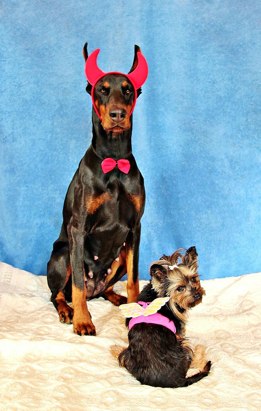 devil, angel, dogs, doberman, yorkshire terrier, pets, animal HD wallpaper