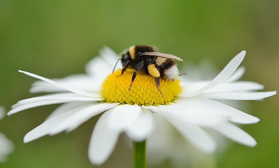 bumblebee perched on white daisy flower in closeup photography, HD wallpaper