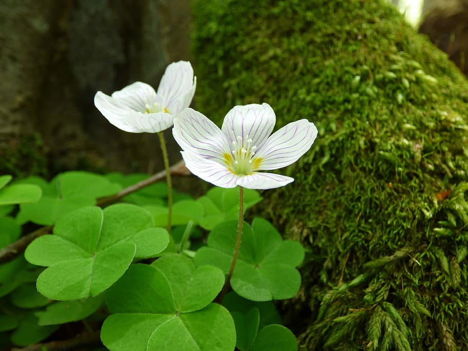 flower, forest, mountain, nature, greenery, tree, spring, moss, HD wallpaper