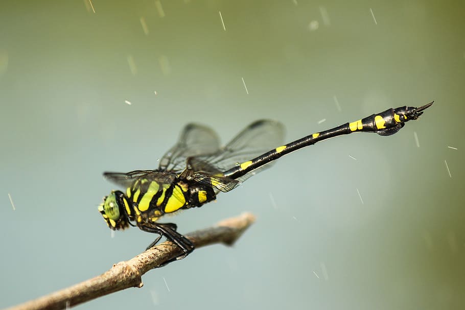closeup photography of yellow and black dragonfly, green and black darner dragonfly perched on brown twig HD wallpaper