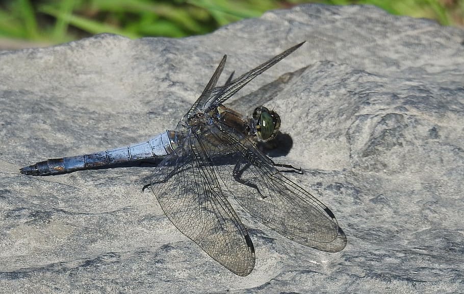 dragonfly, insect, close, macro, nature, wing, flight insect HD wallpaper