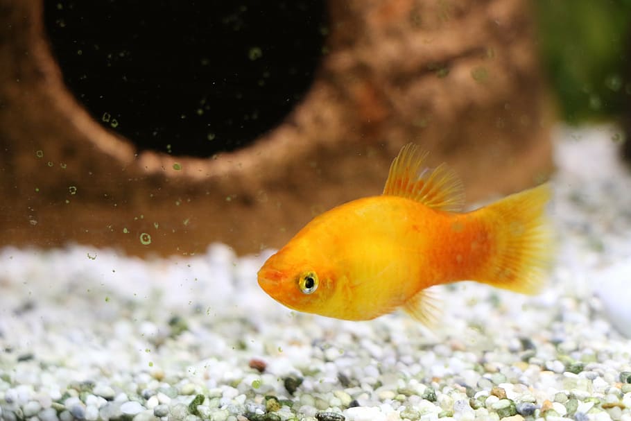 fish, perch, aquarium, freshwater fish, toy, animals, sea, animal themes HD wallpaper