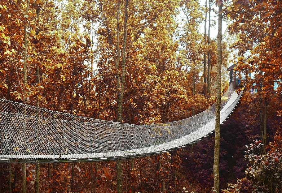 Bridge Going to Forest, branches, colors, daylight, environment HD wallpaper