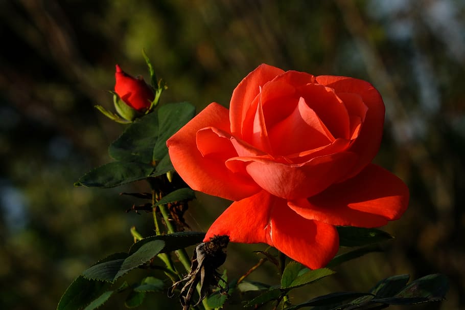 350 RedRose Images HQ  Download Free Pictures on Unsplash