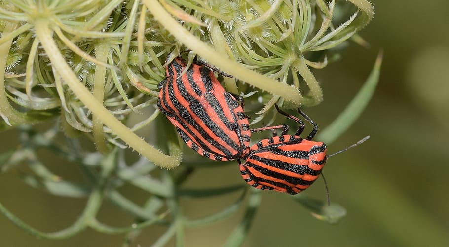 Hemiptera, Bug, Italicum, graphosoma, macro, day, outdoors HD wallpaper