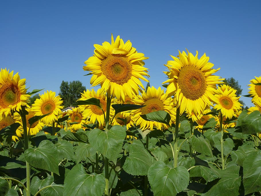sunflowers, sky, summer, yellow, plant, flowering plant, freshness HD wallpaper