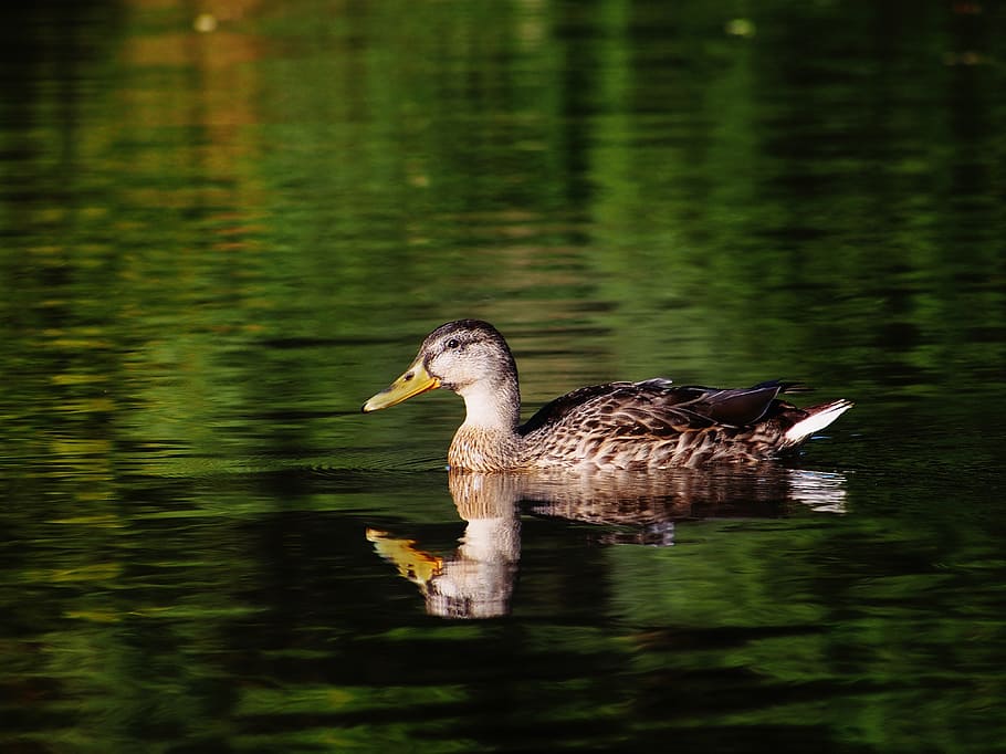 Duck, River, Nature, Germany, Animals, bird, water, animals in the wild HD wallpaper