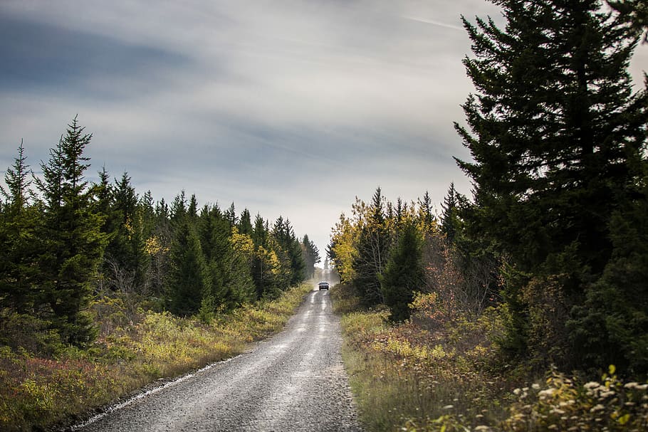 Drive into wild, asphalt road in between forest, tree, car, dirt road HD wallpaper