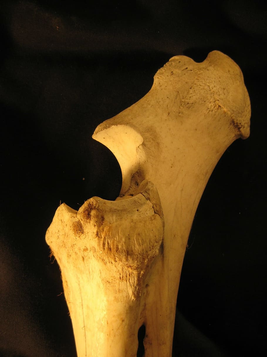 bone, radius, ulna, skeleton, anatomy, bovine, leg, indoors HD wallpaper