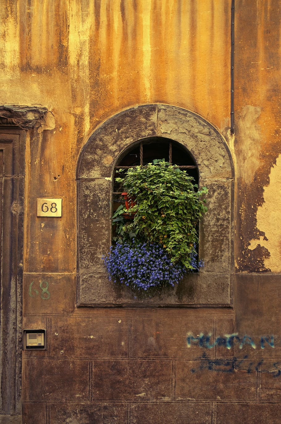 green and blue plant in window, wall, stone wall, round arch HD wallpaper