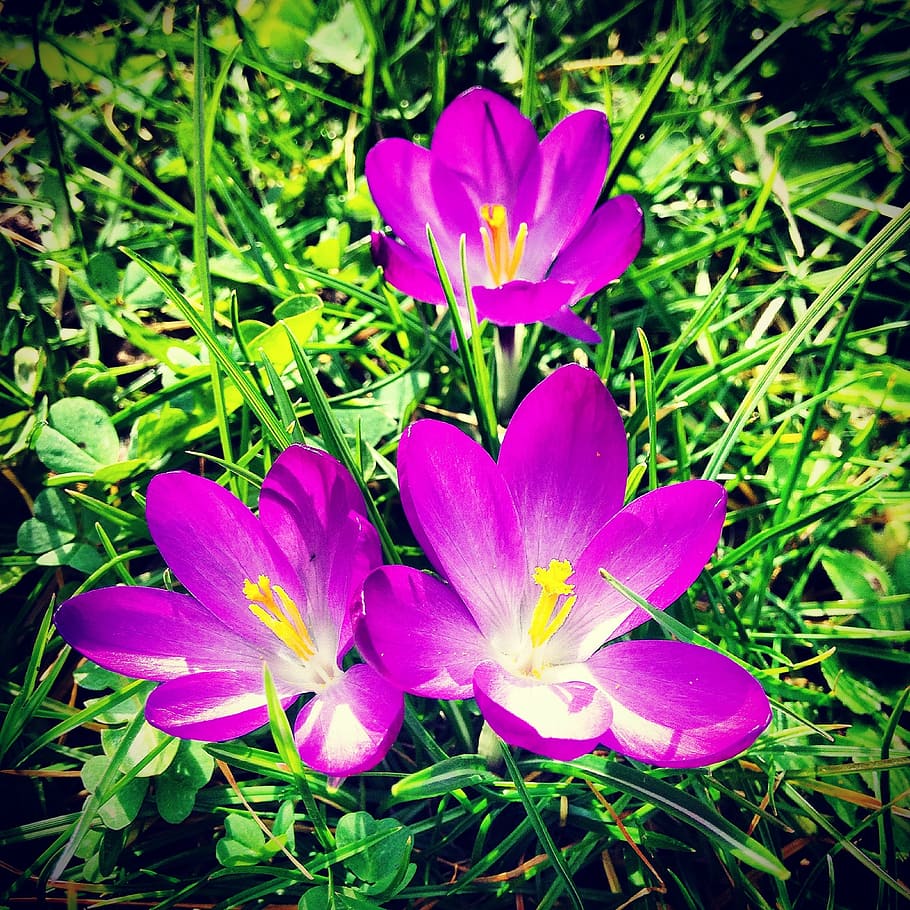 spring, crocus, flowers, plant, flowering plant, freshness HD wallpaper