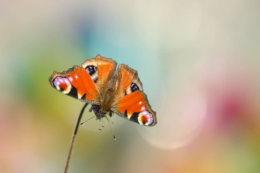 peacock butterfly in close-up photography, edelfalter, insect, HD wallpaper