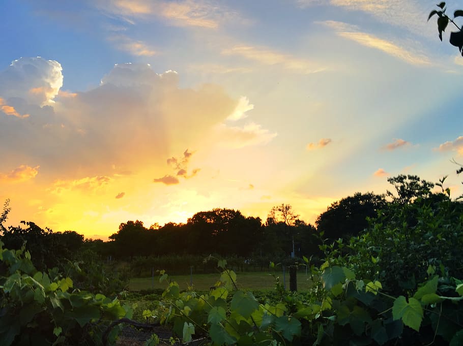 sunset, abendstimmung, sky, cloud - sky, plant, tree, nature HD wallpaper
