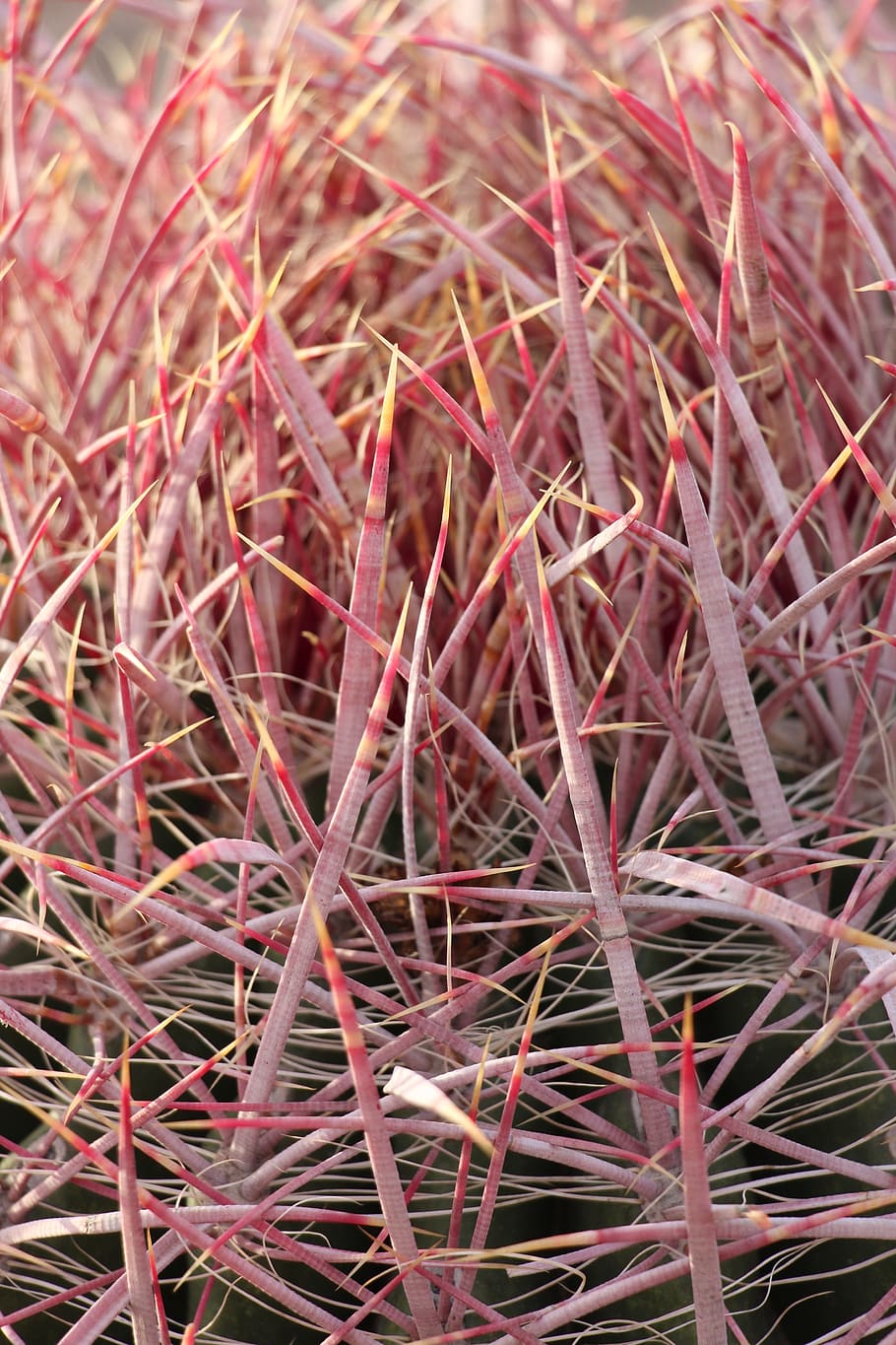 cactus, macro, prickly, plant, nature, thorn, flower, desert HD wallpaper