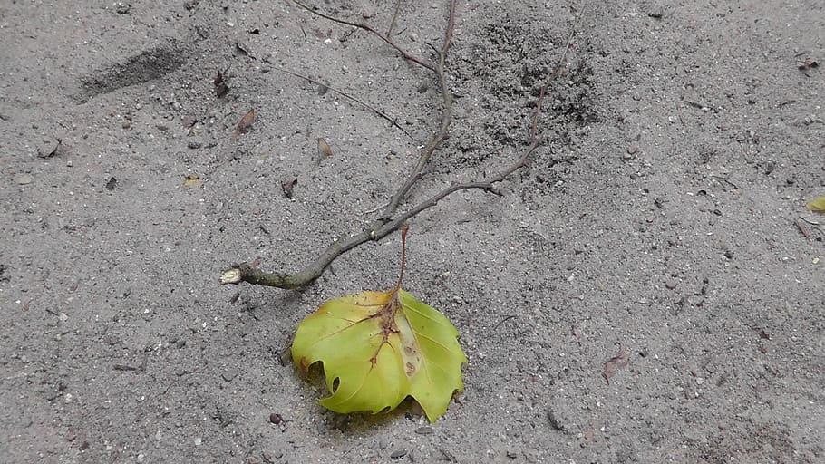 drought, maple leaf, land, dry, sand, leave, loneliness, dehydrated HD wallpaper