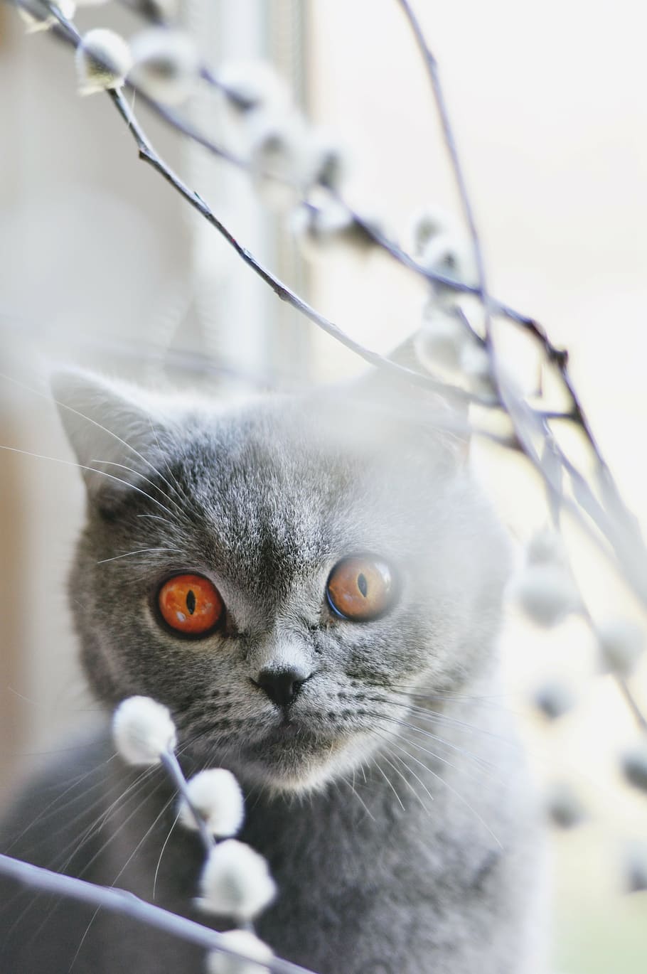 untitled, cat, british shorthair cat, pet, feline, amber eyes, HD wallpaper