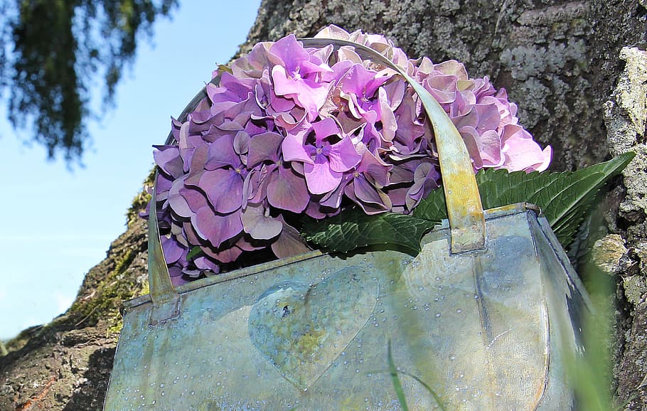 purple hydrangea flowers on handbag pot, blossom, bloom, summer HD wallpaper