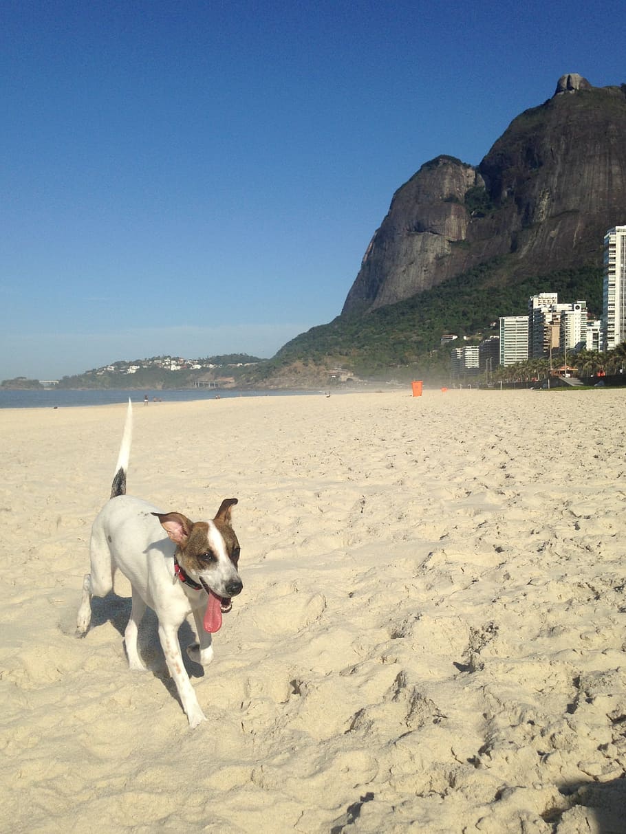 dog, beach, pedra da gavea, domestic animals, sand, mar, pets, HD wallpaper