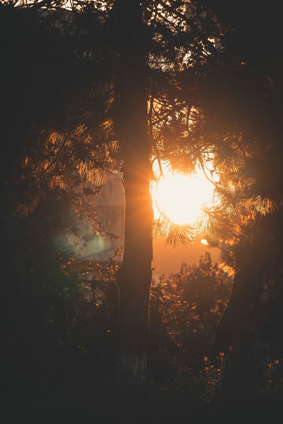 silhouette of trees, sunset can be seen through trees, sunlight HD wallpaper