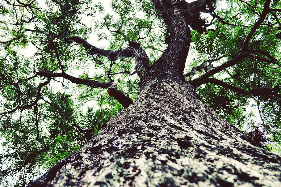 forest, leafs, tree, tree trunk, nature, branch, low angle view HD wallpaper