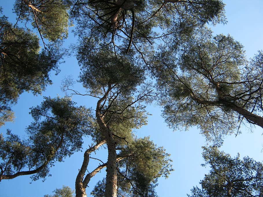 forest, nature, trees, crowns, perspective, view, pine, sky HD wallpaper