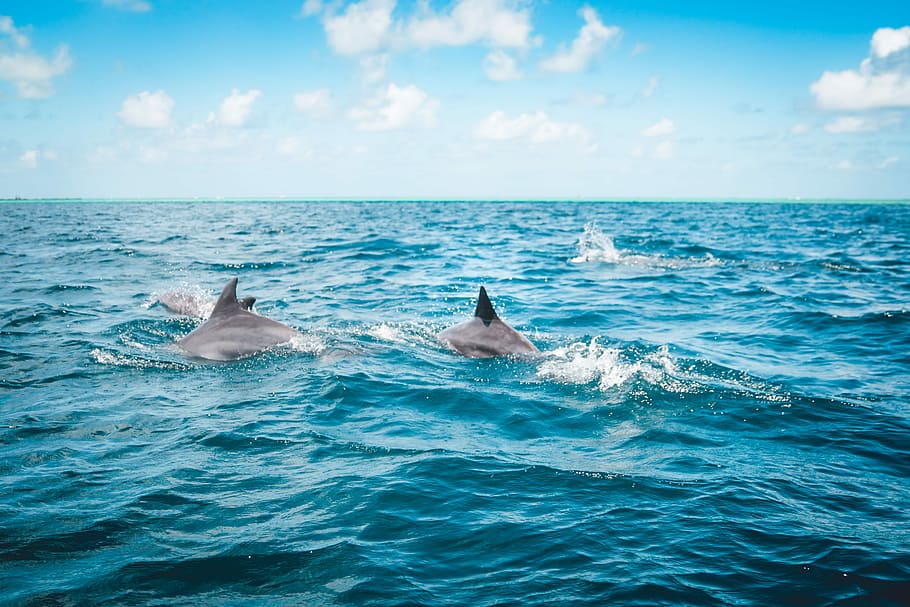 dolphins in the ocean, dolphin swims in body of water, sea, wave HD wallpaper