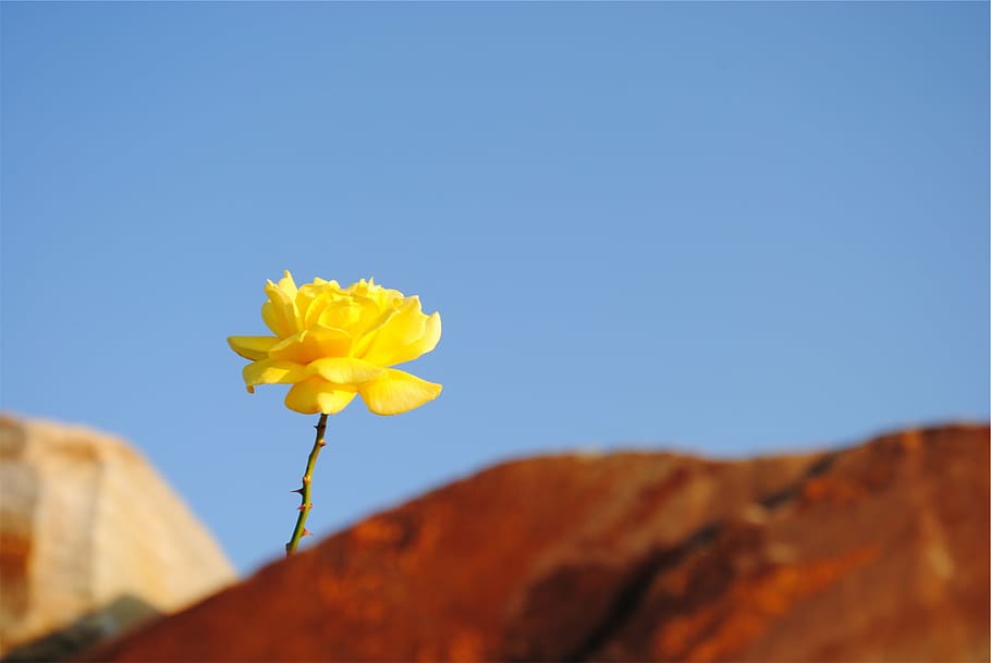 macro shot photography of yellow flower, mumps, nature, blue HD wallpaper