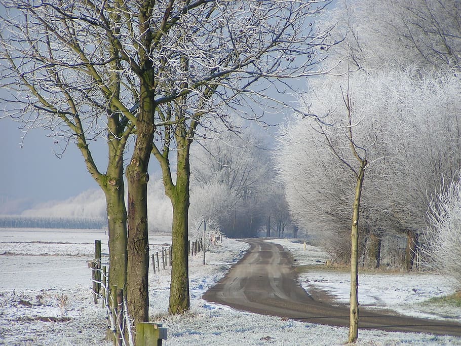 Winter, Ripe, Landscape, Freezing, White, frozen, frost, winter landscape HD wallpaper