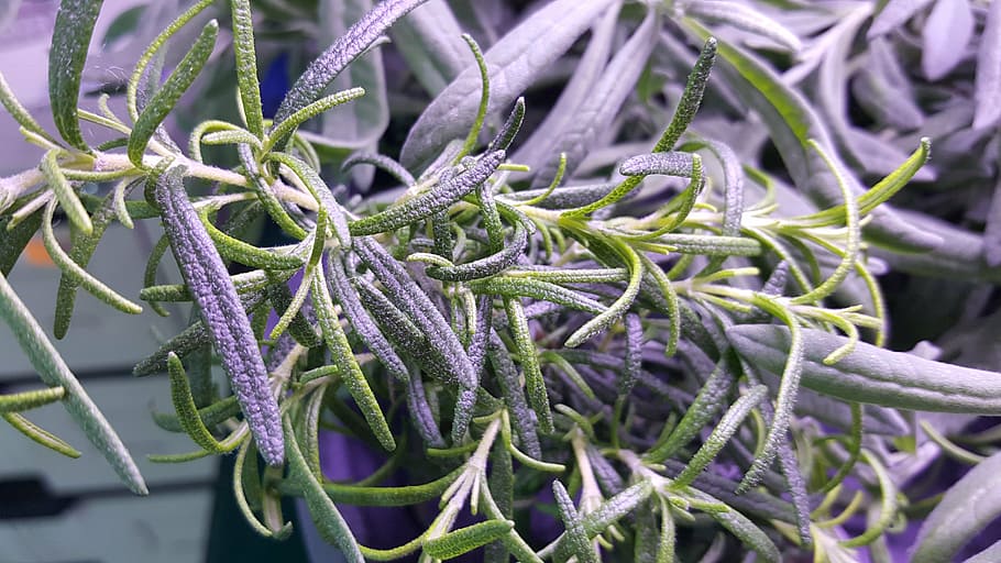 green, vegetable, foliage, lavender, plant, close-up, growth HD wallpaper