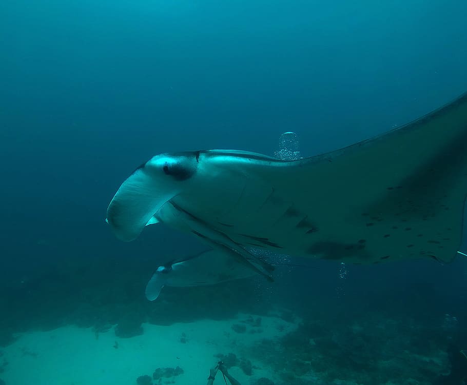 Maldives, Manta Rays, Diving, Underwater, blue water, sea, animal, HD wallpaper