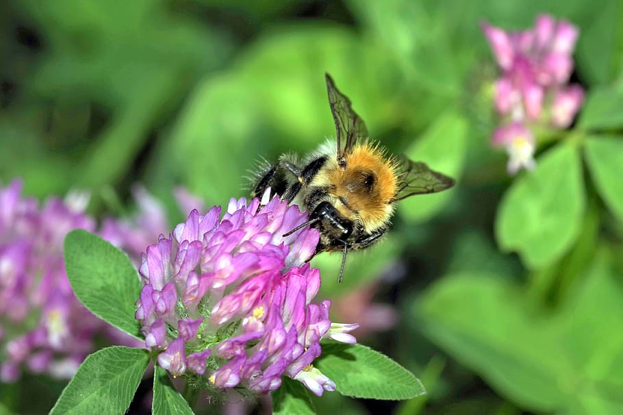 bumblebee, insect, pollinate, clover, red, blue, violet, flower HD wallpaper